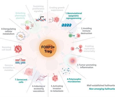 FOXP3+ regulatory T cells and the immune escape in solid tumours